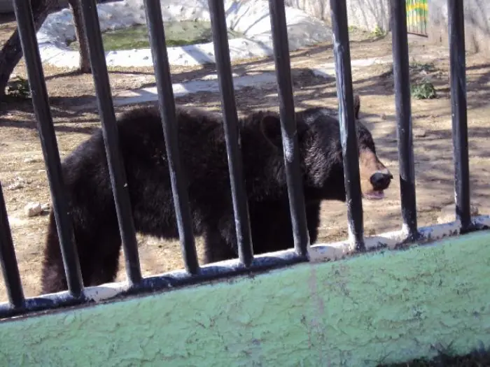 decile que no a los zoo
