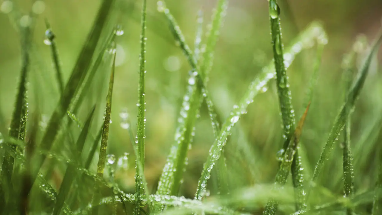 Info rápida: Por qué el pasto es verde?