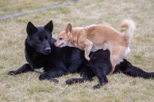 ¿Por qué los perros se quedan pegados después de aparearse?