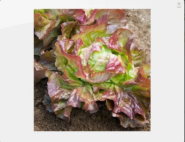 Encontra las verduras raras que buscas parte 2
