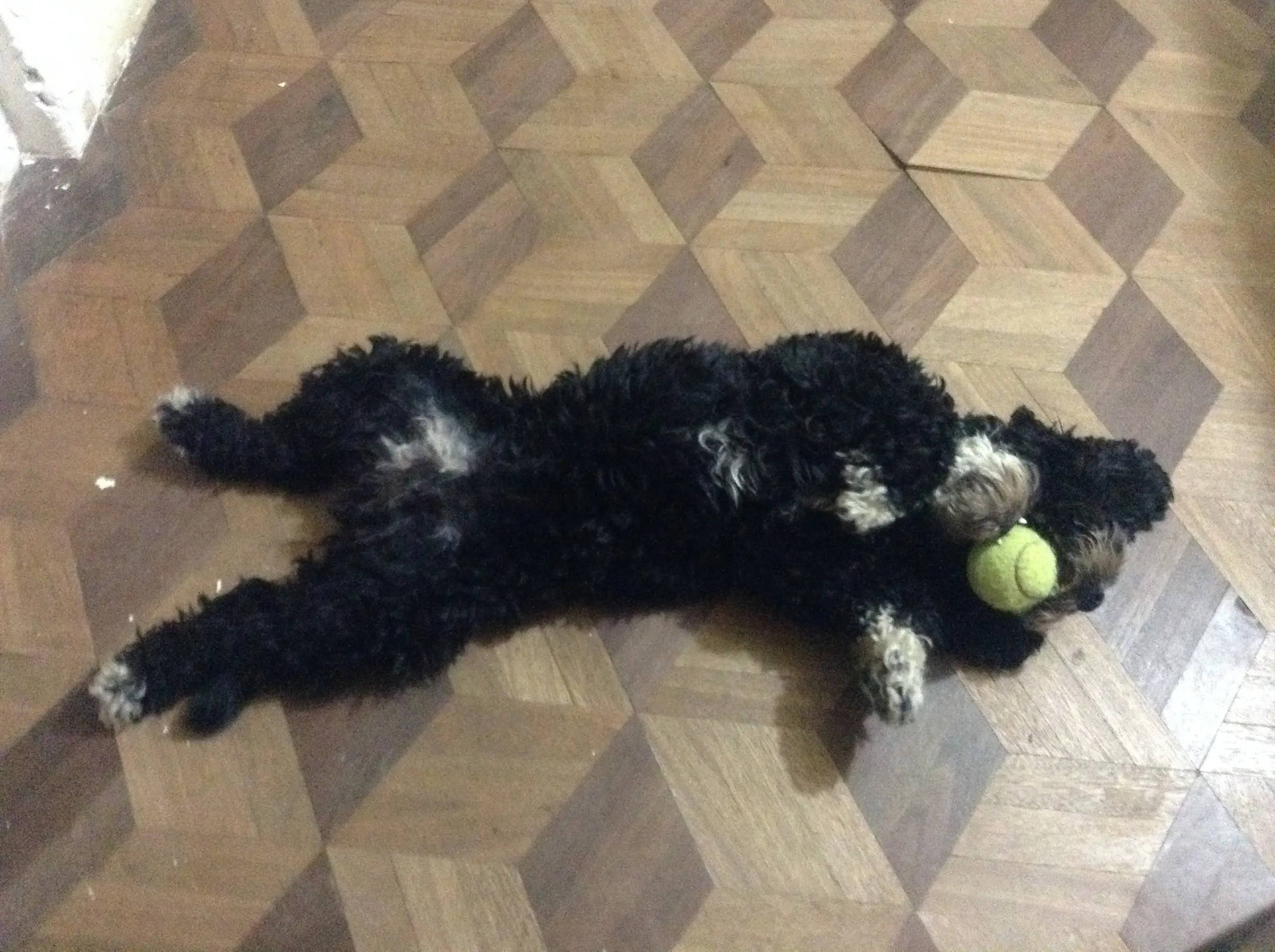 Les presento a Haru