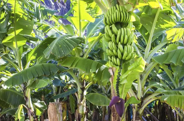 bananas bananas