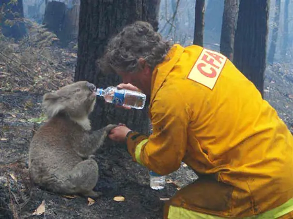 14 fotos de bomberos que arriesgaron sus vidas por animales