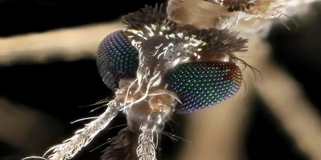 mosquitos