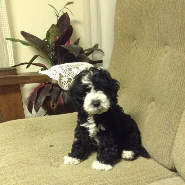 mascota
