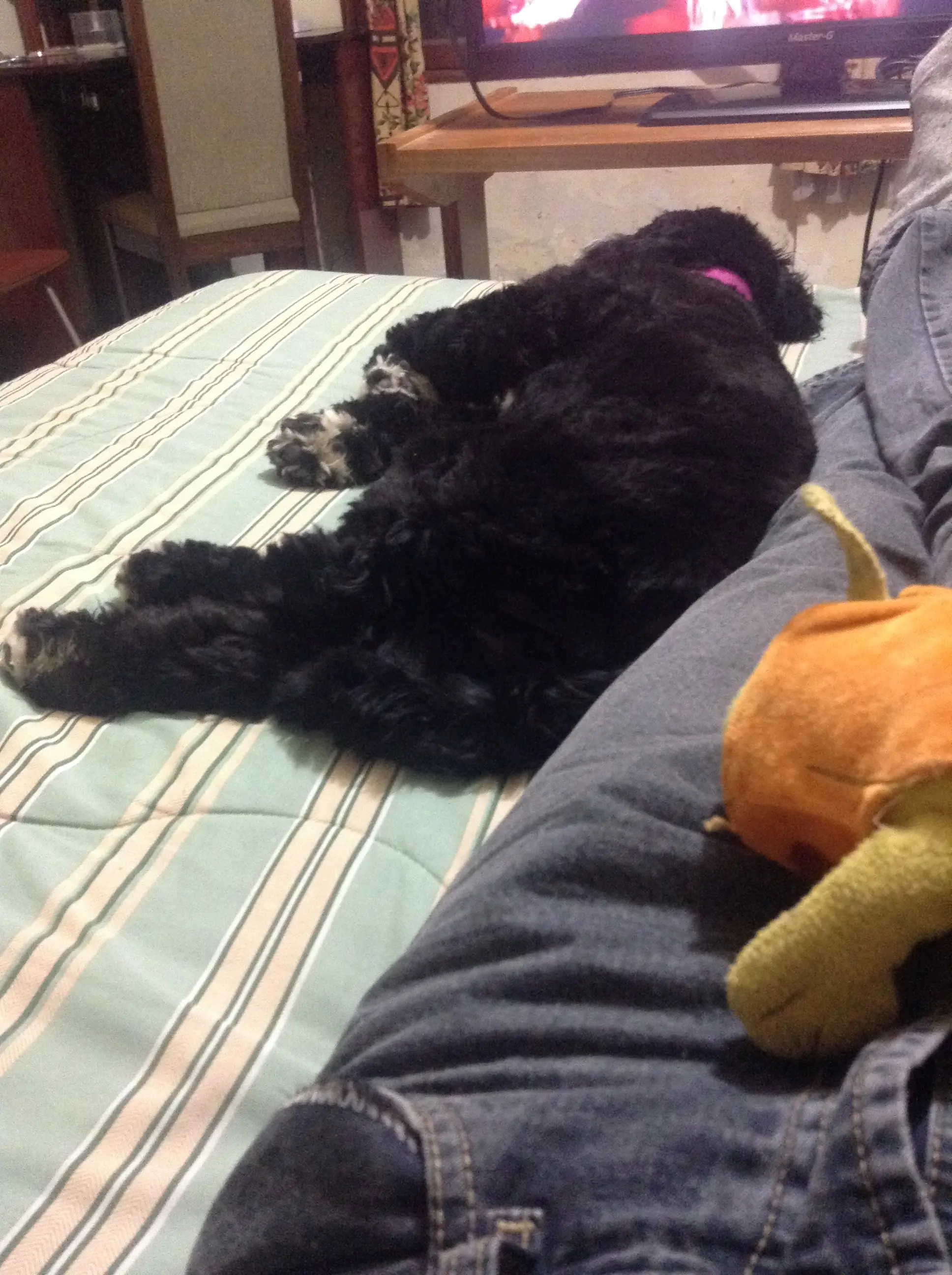 cachorrita