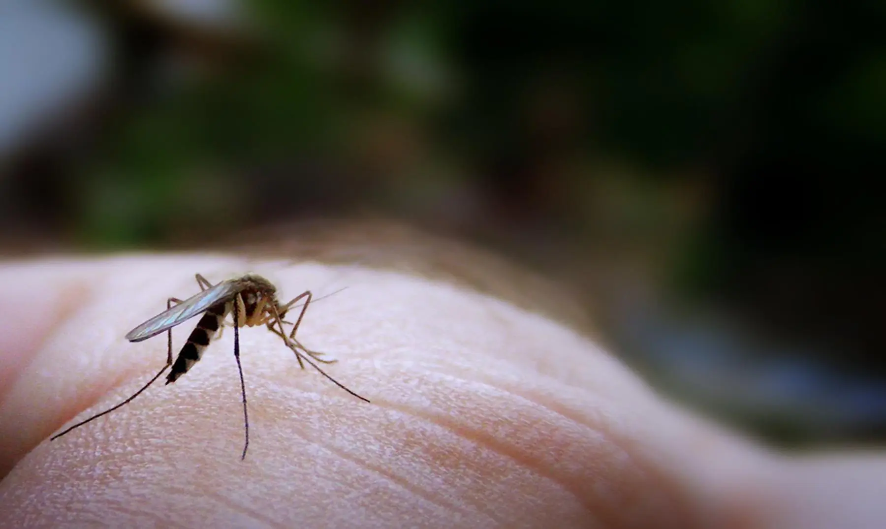 ¿Qué pasaría si los mosquitos se extinguieran? Aterrador.