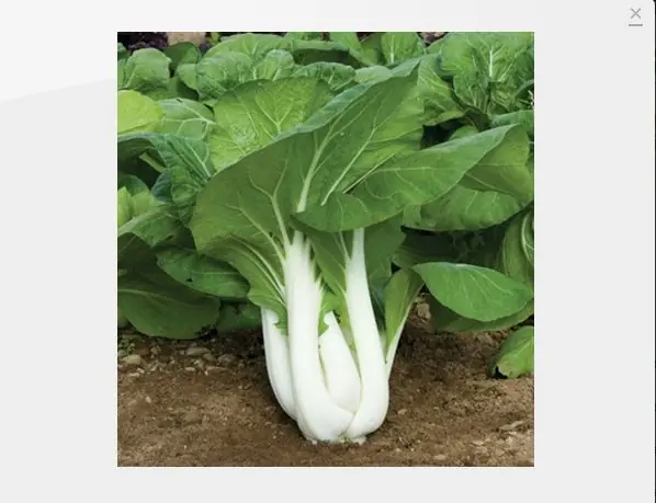 raros