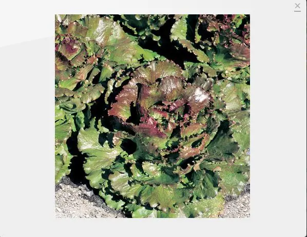 vegetales