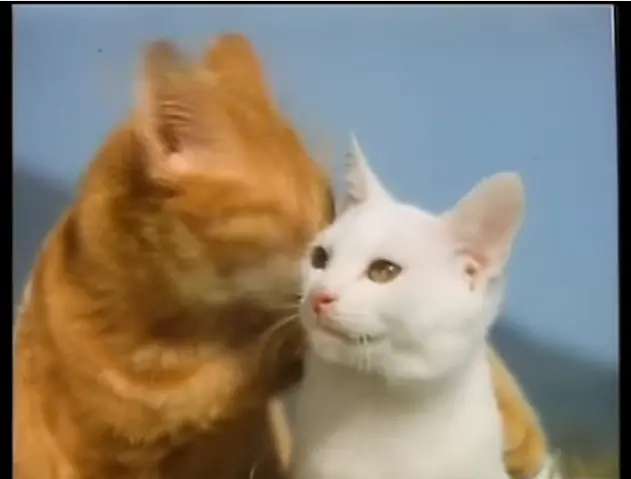 gato