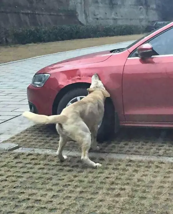 lobos