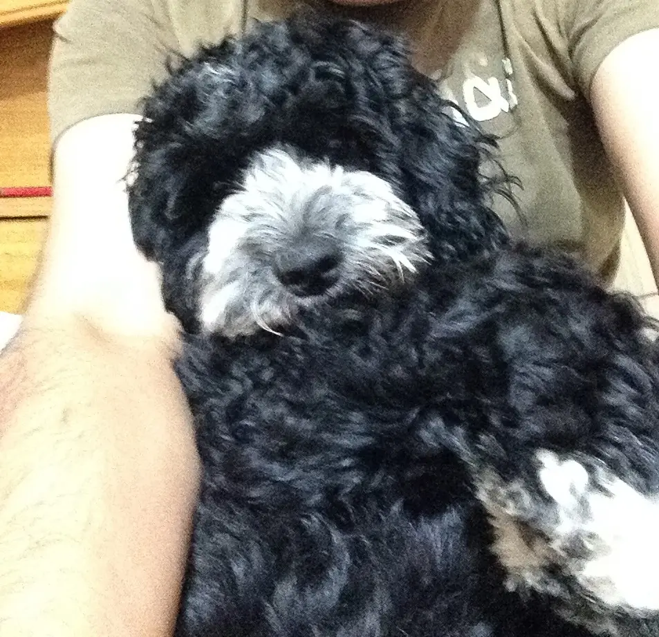perrita