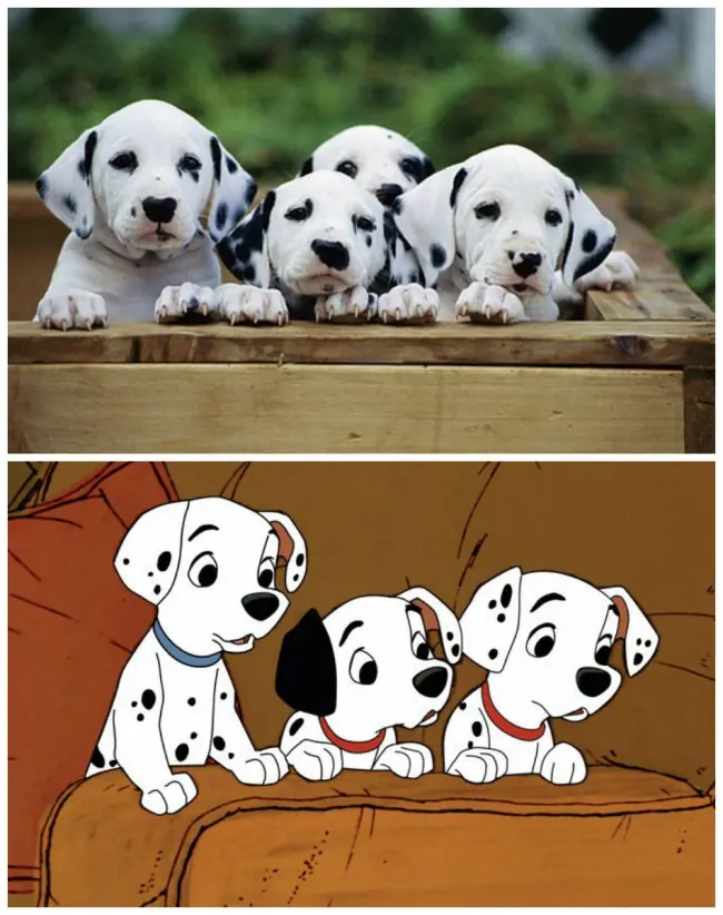 humor animales humor animales