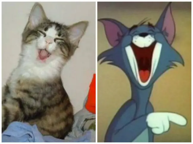 humor animales humor animales
