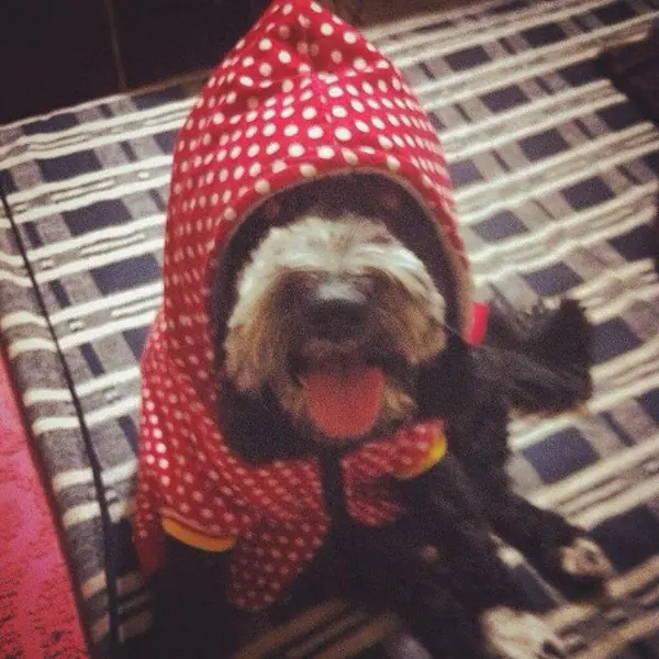 cachorrita