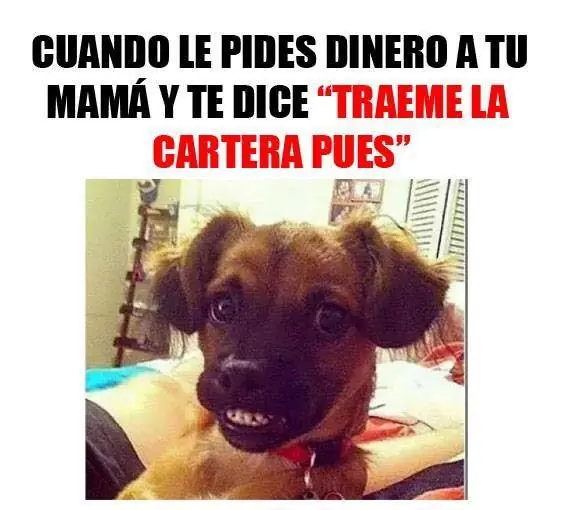 imagenes