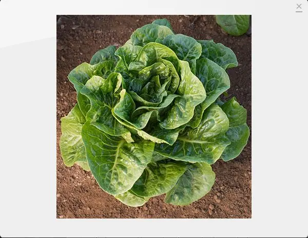 vegetales