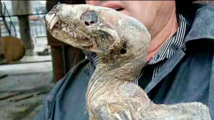 ¿Bestia prehistórica o especie desconocida?