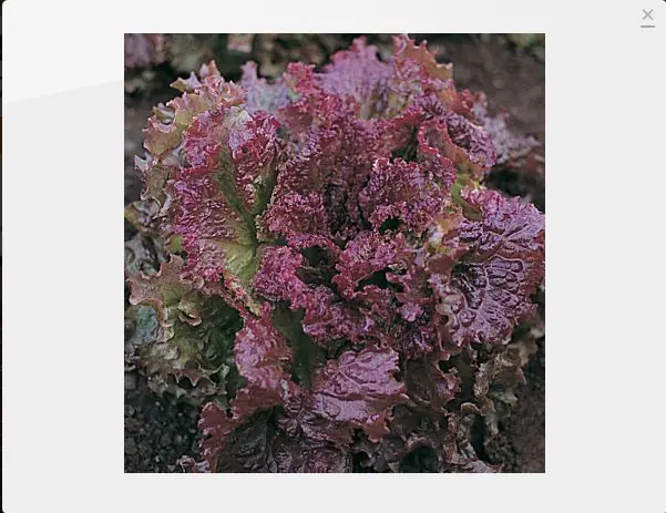 Encontra las verduras raras que buscas parte 2