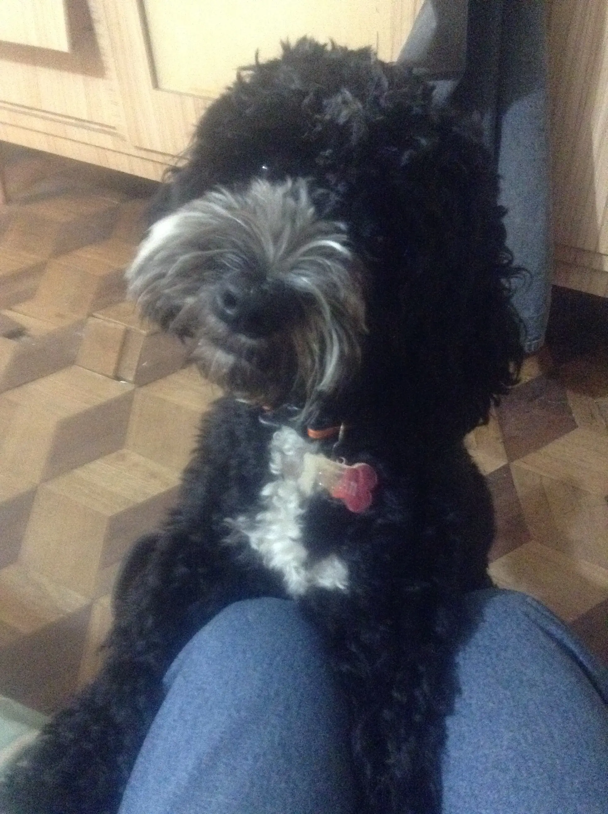 mascota
