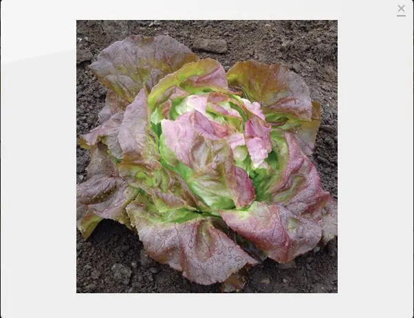 vegetales