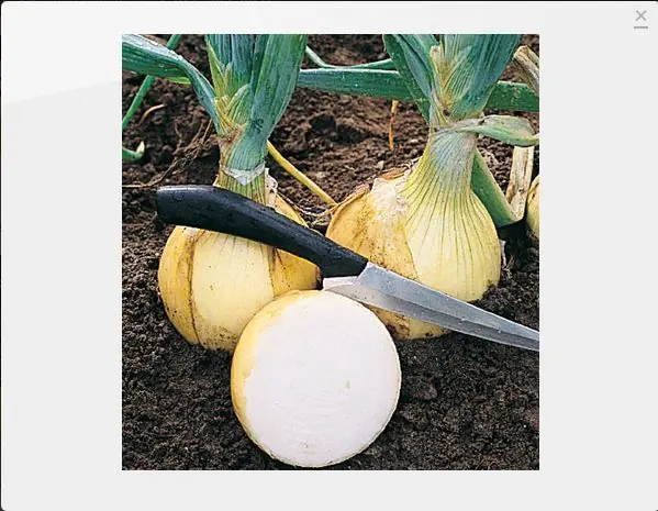 vegetales