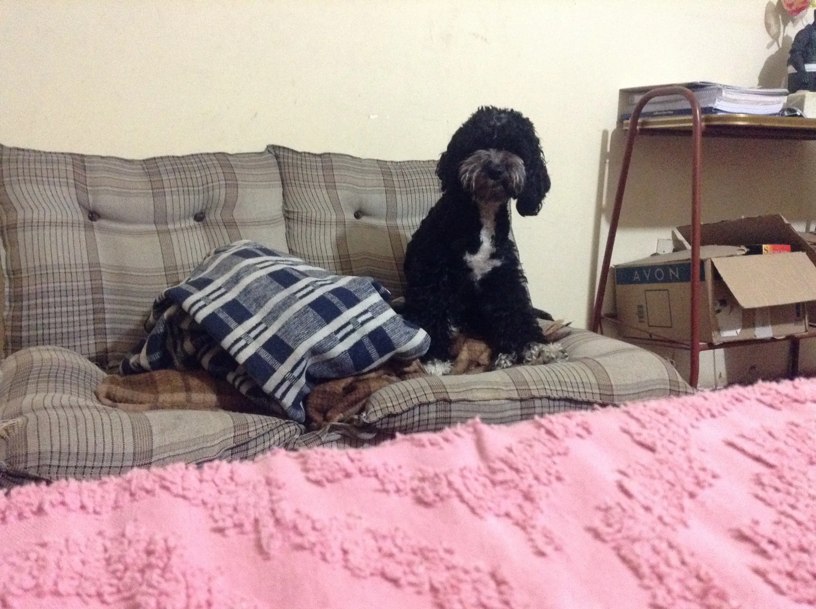 companera