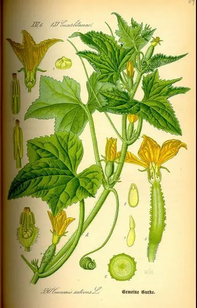 Encontra las verduras raras que buscas parte 2