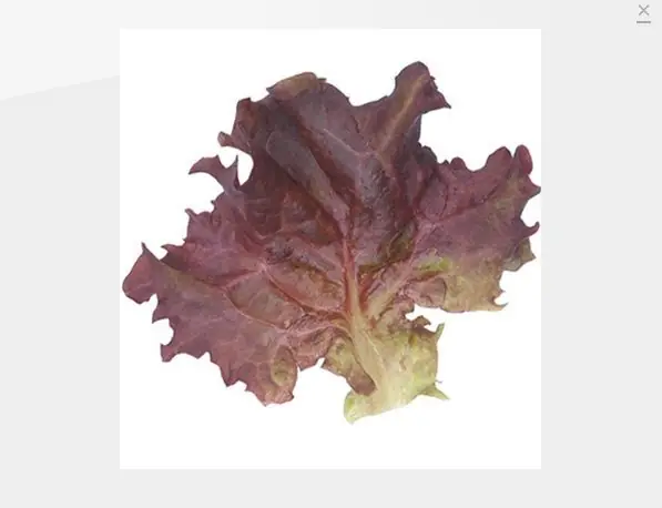 Encontra las verduras raras que buscas parte 2
