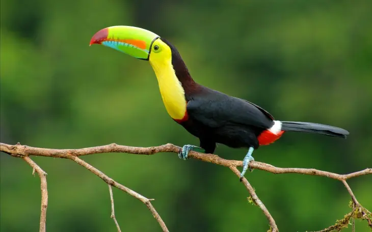 belice