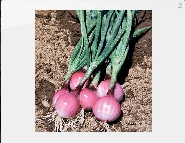 vegetales