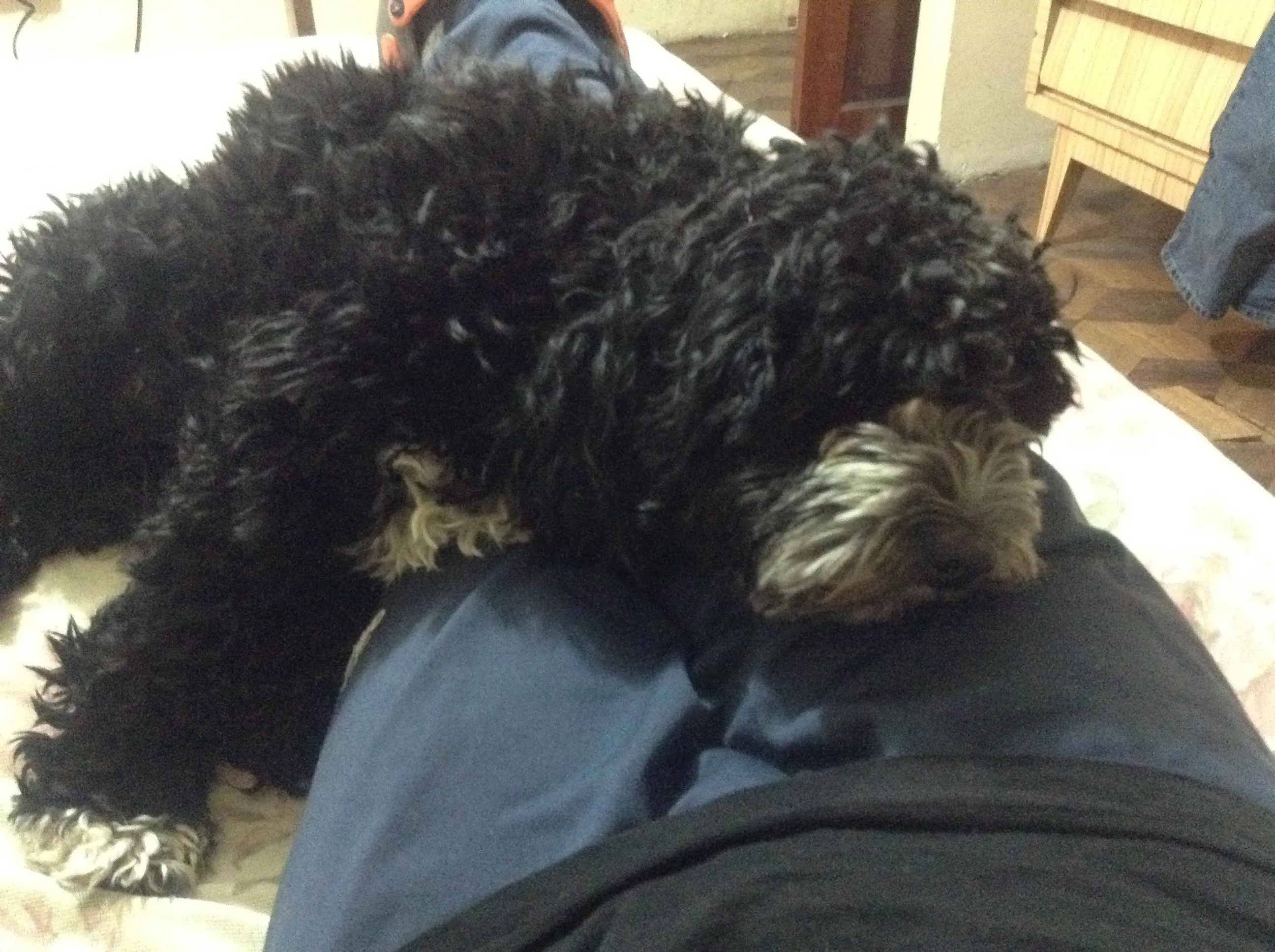 Les presento a Haru