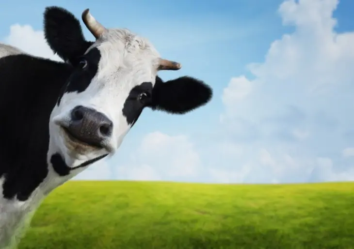 el capitalismo alrededor del mundo explicado con vacas.