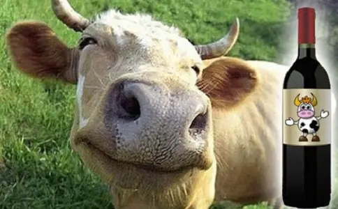 Vacas