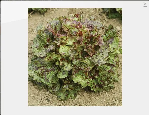 Encontra las verduras raras que buscas parte 2
