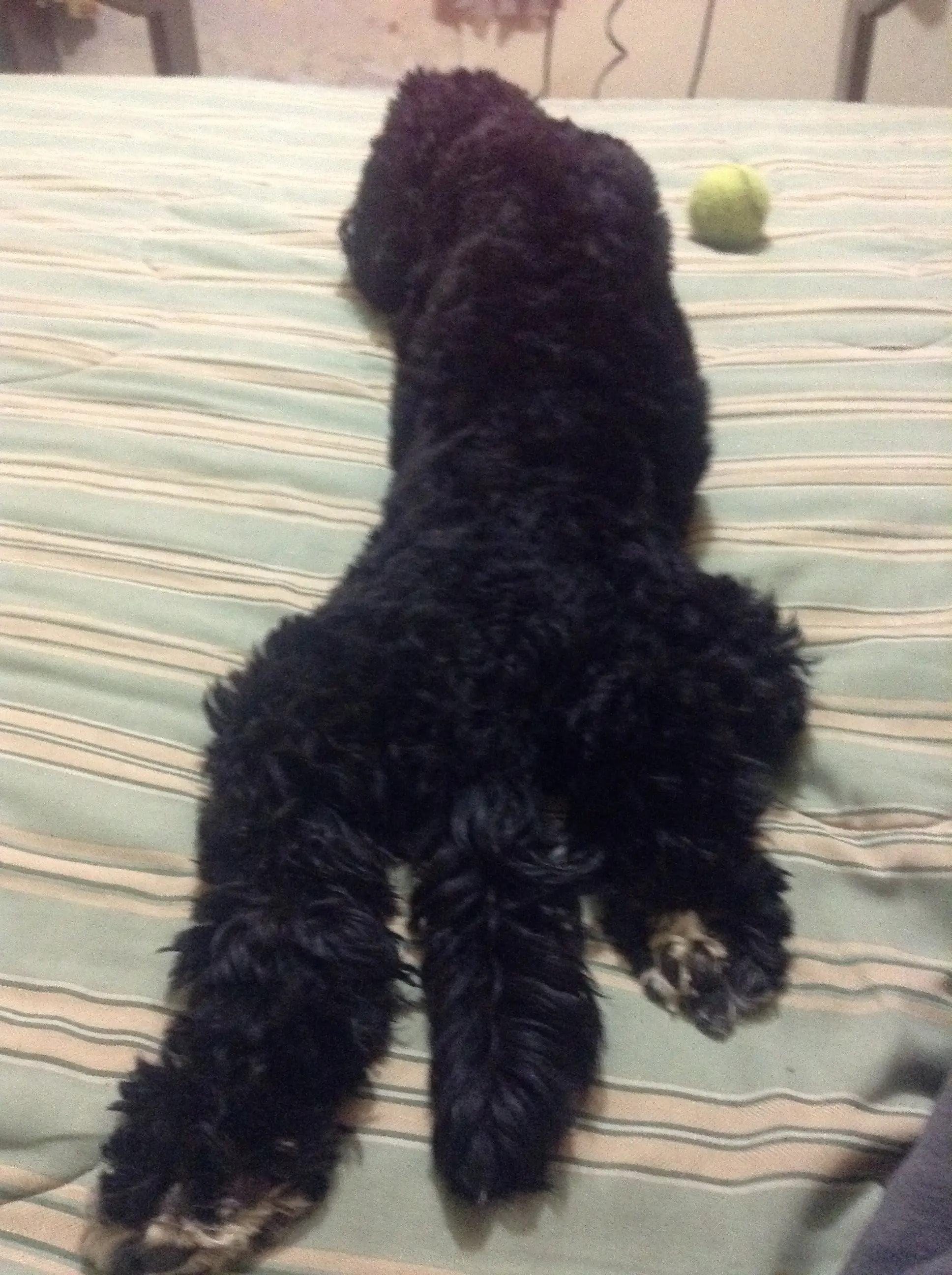 perrita
