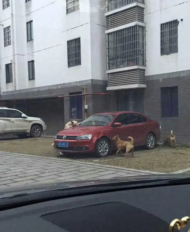 perro