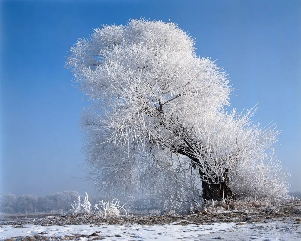 Rusia