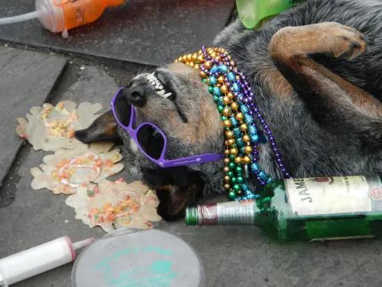 perro