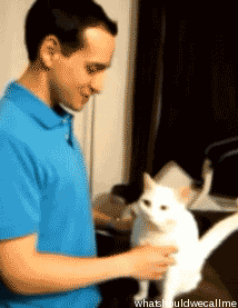 de que tu gato