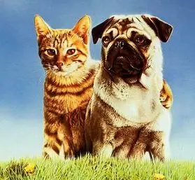 gato