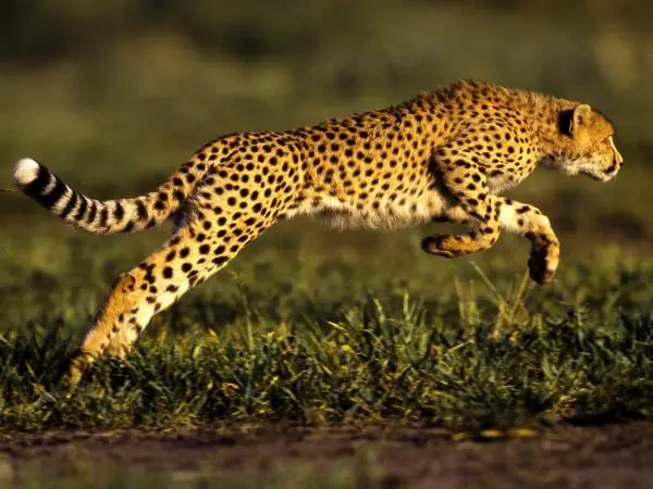 animales