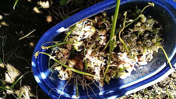 como cultivar cebolla