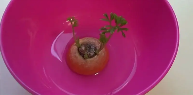 cultivo