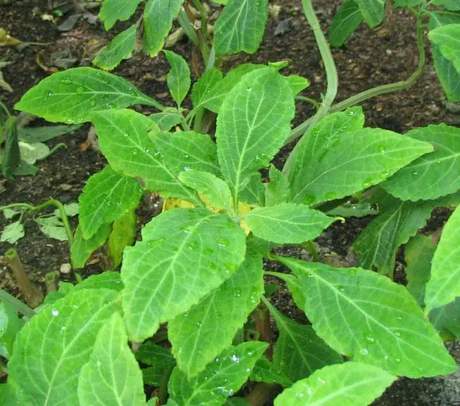 plantas