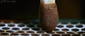 curiosidades