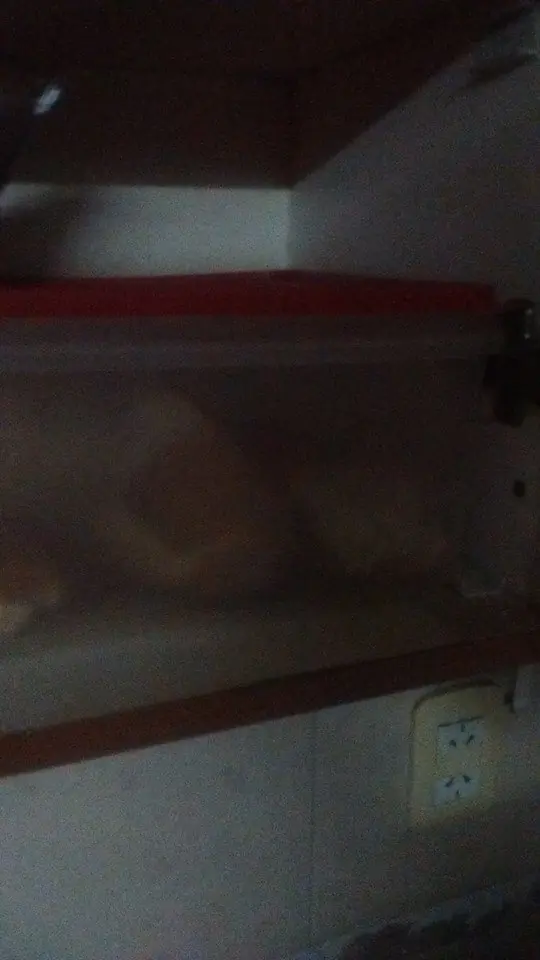 virginidad virginidad