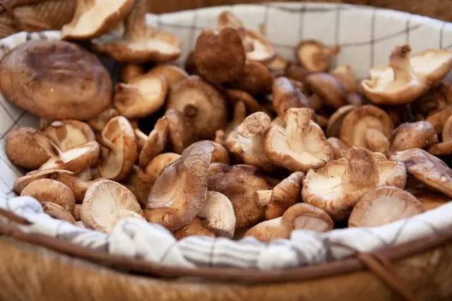 Hongos Comestibles o Setas. Propiedades Saludables
