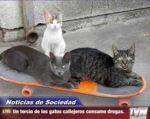 Memes