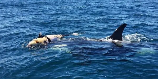 delfines